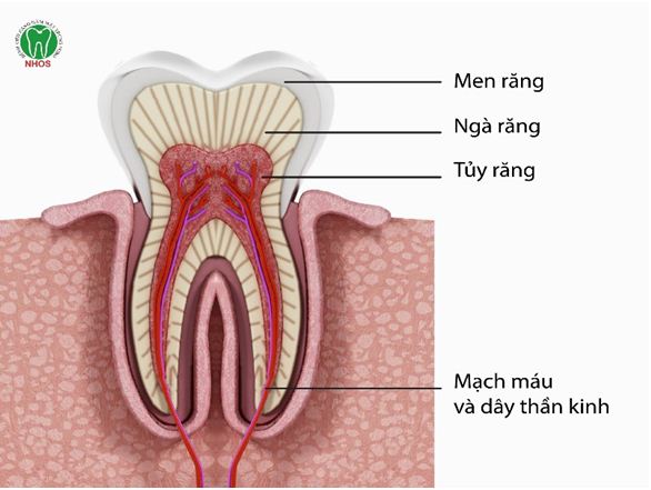 BẢO TỒN RĂNG TRONG ĐIỀU TRỊ NHA KHOA